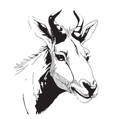Black and white illustration of antelope head close up sketch. Vector illustration