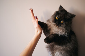 Fluffy black cat playfully reaching paw toward woman's raised hand, sweetly engaging in interactive...