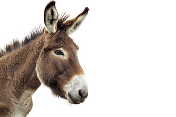 A patient and enduring farm animal standing still in a peaceful environment.