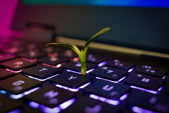 Plant growing on keyboard laptop. Digital eco green sustainability