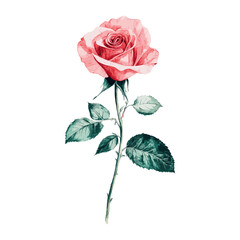 Rose illustration flower art vector