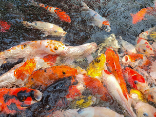 Koi Fish Swimming Gracefully in a Pond: Vibrant Colors and Active Movements of Aquatic Life,...