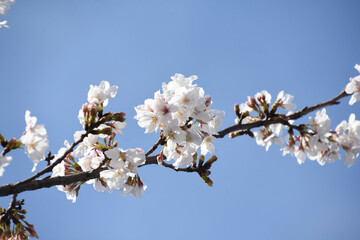 Obraz premium 青空に桜