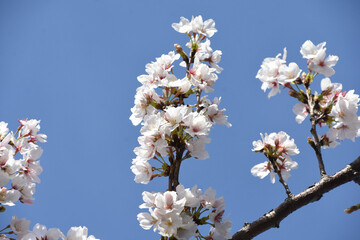 青空に桜