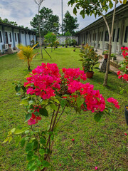 Obraz premium Vibrant Bougainvillea Blooms Flourish in a Lush Courtyard Garden Setting, Adorned with Greenery and Modern Buildings, Creating a Peaceful Oasis.