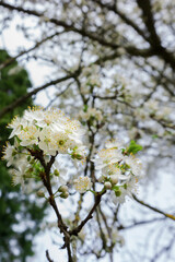 A close-up of blooming plum tree flowers