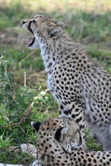 cheetah in serengeti national park