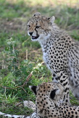 cheetah in serengeti national park