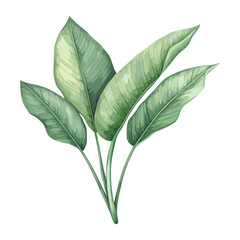 Bird of paradise green leaf leaves plant art vector