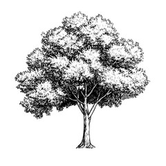 Fototapeta premium Tree art drawing sketch vector