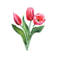 Bouquet of pink tulips. Hand drawn botanical watercolor illustration isolated on white background. For clip art cards invitation