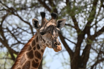 Fototapeta premium portrait of a giraffe