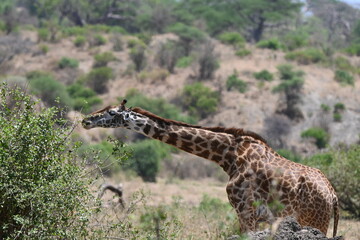 giraffe in the wild eating grass