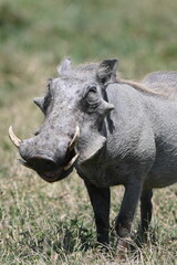 Obraz premium warthog in the wild