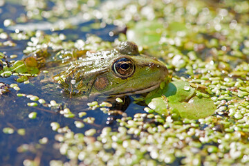Marsh frog, frog eyes, Pelophylax ridibundus, in nature habitat. Wildlife scene from nature, green animal in water. Beautiful frog in dirty water in a swamp. amphibian close-up, in a swamp in duckweed