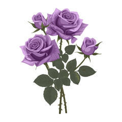 Obraz premium Purple roses illustration flower botanical vector