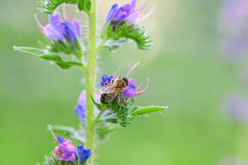 A bee collects honey on blue flowers on nature. macro photo of insects. delicate meadow flower. european honey bee. pollination of plants in nature. spring time