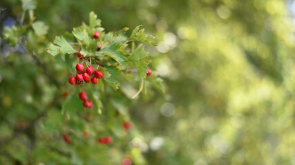 Obraz premium Crataegus. autumn forest red berries of wild rose on a branch. Close up of ripe winter fruits of red hawthorn with natural green background. bokeh, close-up, place for text