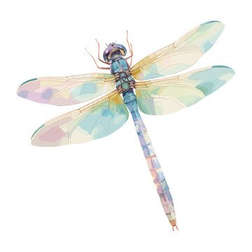 recommend clip art: Dragonfly dragonfly illustration watercolor vector