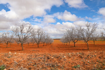 Almond trees in bloom on red clay soil