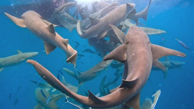 Sharks swim together in the clear waters of the Maldives, showcasing a dynamic underwater scene rich in marine life.