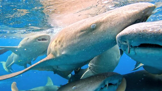 Multiple sharks swim together beneath the surface in the Maldives, demonstrating their aquatic behavior in clear blue waters.