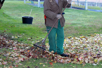 gardener gathering fallen Autumn leaves with a rake