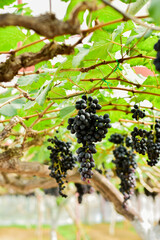 Fresh Black Grapes Hanging on Vine in Vineyard