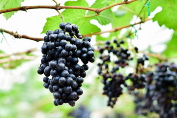Fresh Black Grapes Hanging on Vine in Vineyard