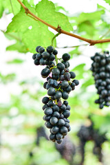 Fresh Black Grapes Hanging on Vine in Vineyard