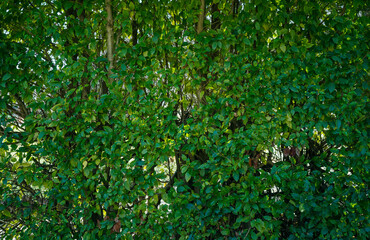 Obraz premium Lush wall of green foliage, Natural backdrop of green leaves wall, texture background