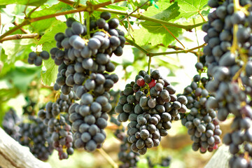 Fresh Black Grapes Hanging on Vine in Vineyard