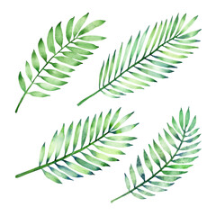 Watercolor coconut palm leaf set isolated on a white background.