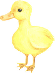 Watercolor hand painted cute baby ducky clipart. Little yellow farm bird illustration