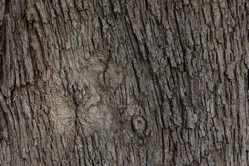 bark of a tree close up