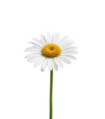 Single chamomile stem, pristine white background, plant, simple