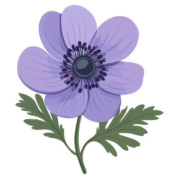 purple anemone flower on white background clip art preview