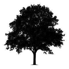 Fototapeta premium Maple tree outline silhouette white illustration vector
