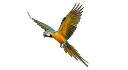 Isolated Flying Macaw