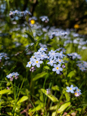 Obraz premium Close-up of the sky-blue spring-flowering plant - wood forget-me-not (Myosotis sylvatica) in the forest in spring
