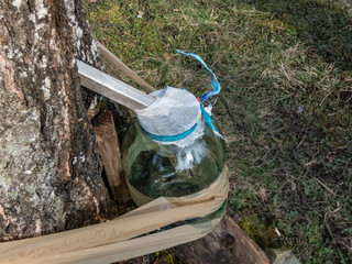 Collecting sap from trunk of birch tree in spring. Birch tree tapped in spring. Sap dripping into a...
