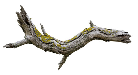 Isolated Weathered Tree Branch