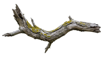 Isolated Weathered Tree Branch