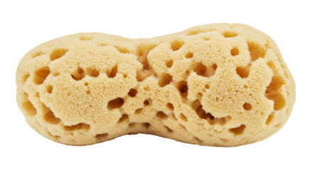 Isolated Natural Sea Sponge