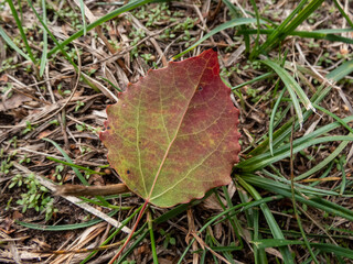 Green, red and yellow leaf with visible cells, veins and pattern of leaf surface. Fall pigments - anthocyanin, chlorophyll, carotenoid, tanin