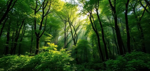 Fototapeta premium Misty green forest, sunlight filtering through dense canopy, peaceful, green, ecology