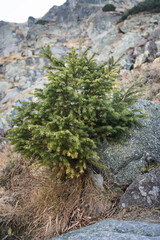 Subalpine vegetation in the mountains. Maximum range of tree occurrence in the mountains, High Tatras.
