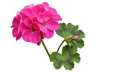 Isolated Pink Geranium Flower