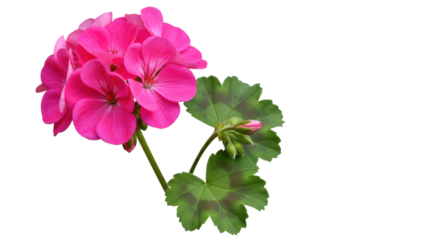 Isolated Pink Geranium Flower