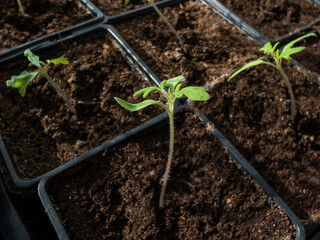 Small tomato plant seedlings growing in plastic pots on the windowsill. Indoor gardening and germinating seedlings